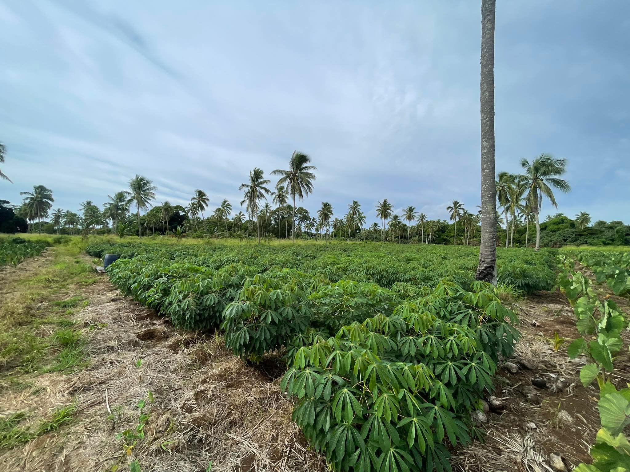Cassava field in Tonga