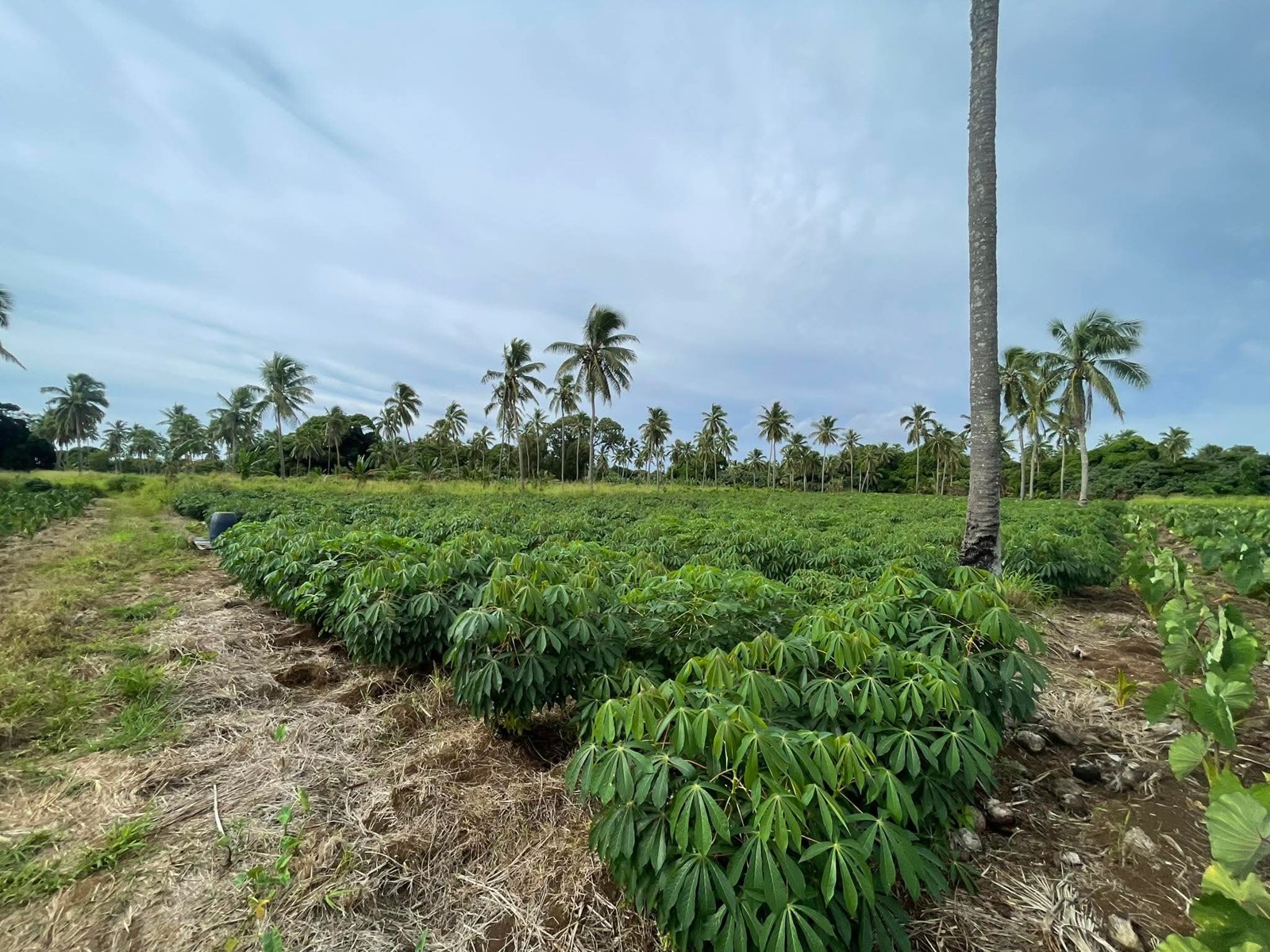 Cassava field in Tonga
