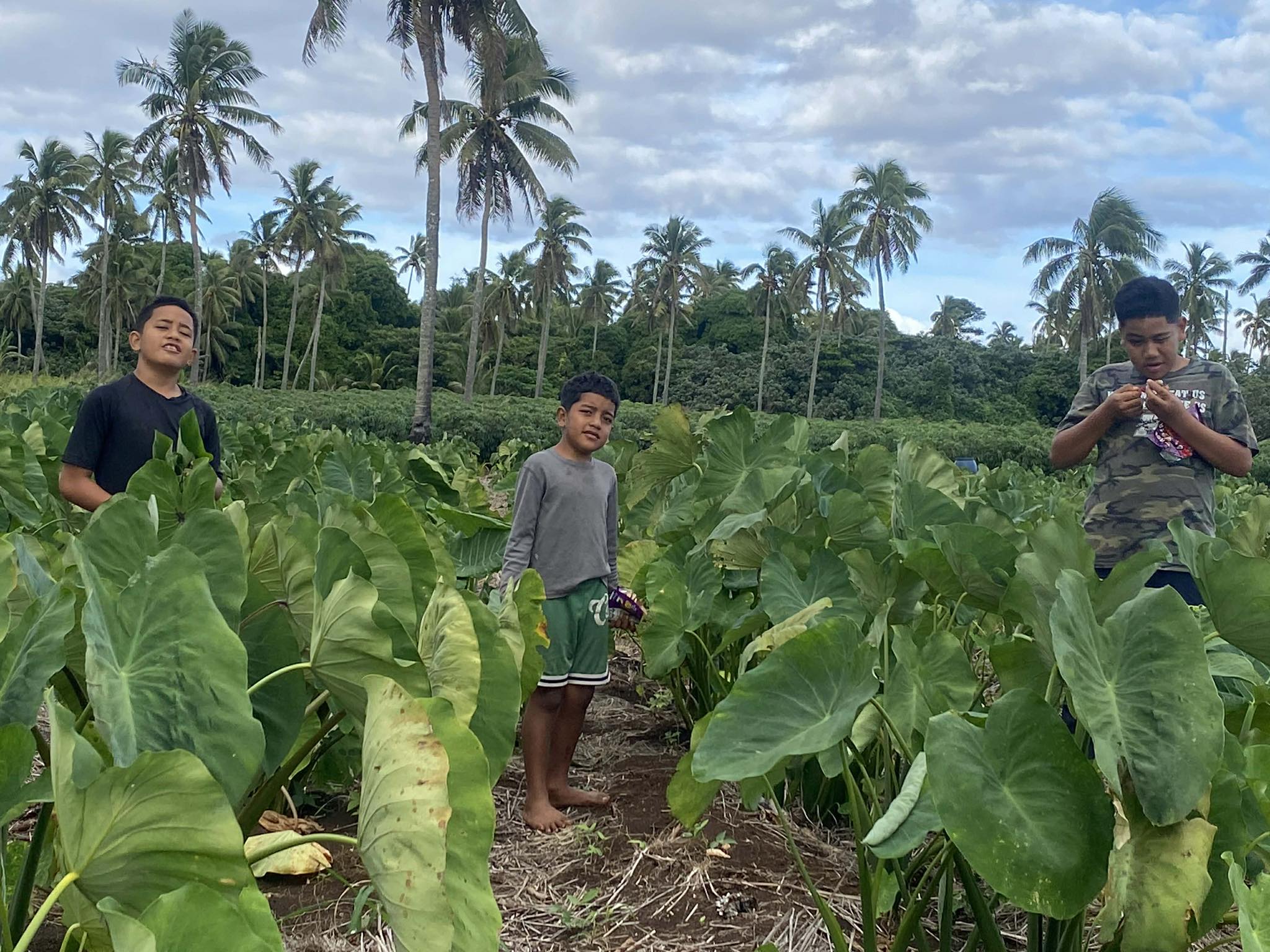 Young farmers standing in a taro field