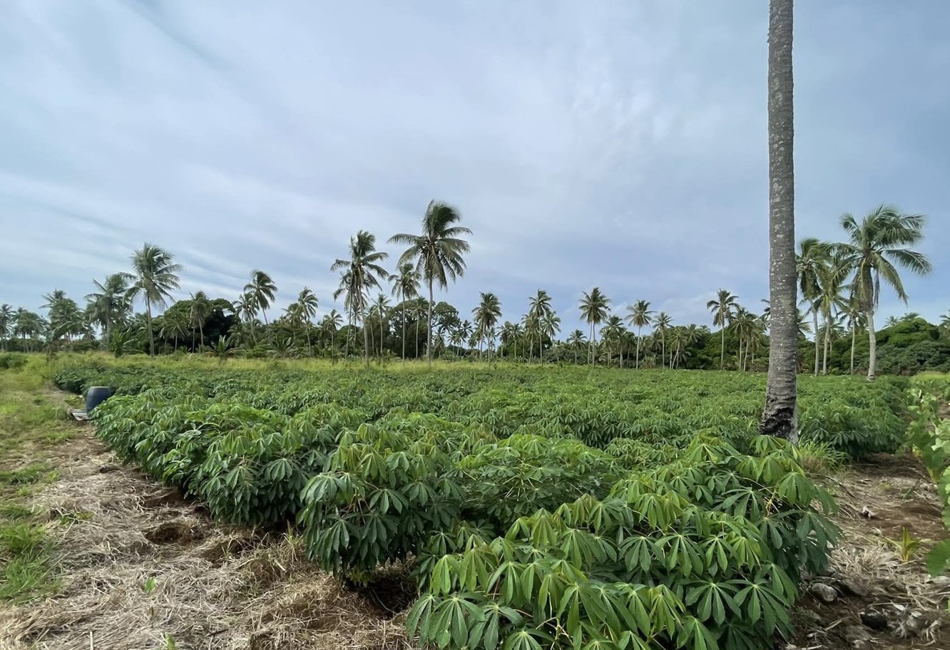 Cassava crops growing in Tonga