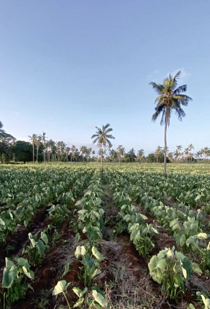 Taro field with palm trees in Tonga