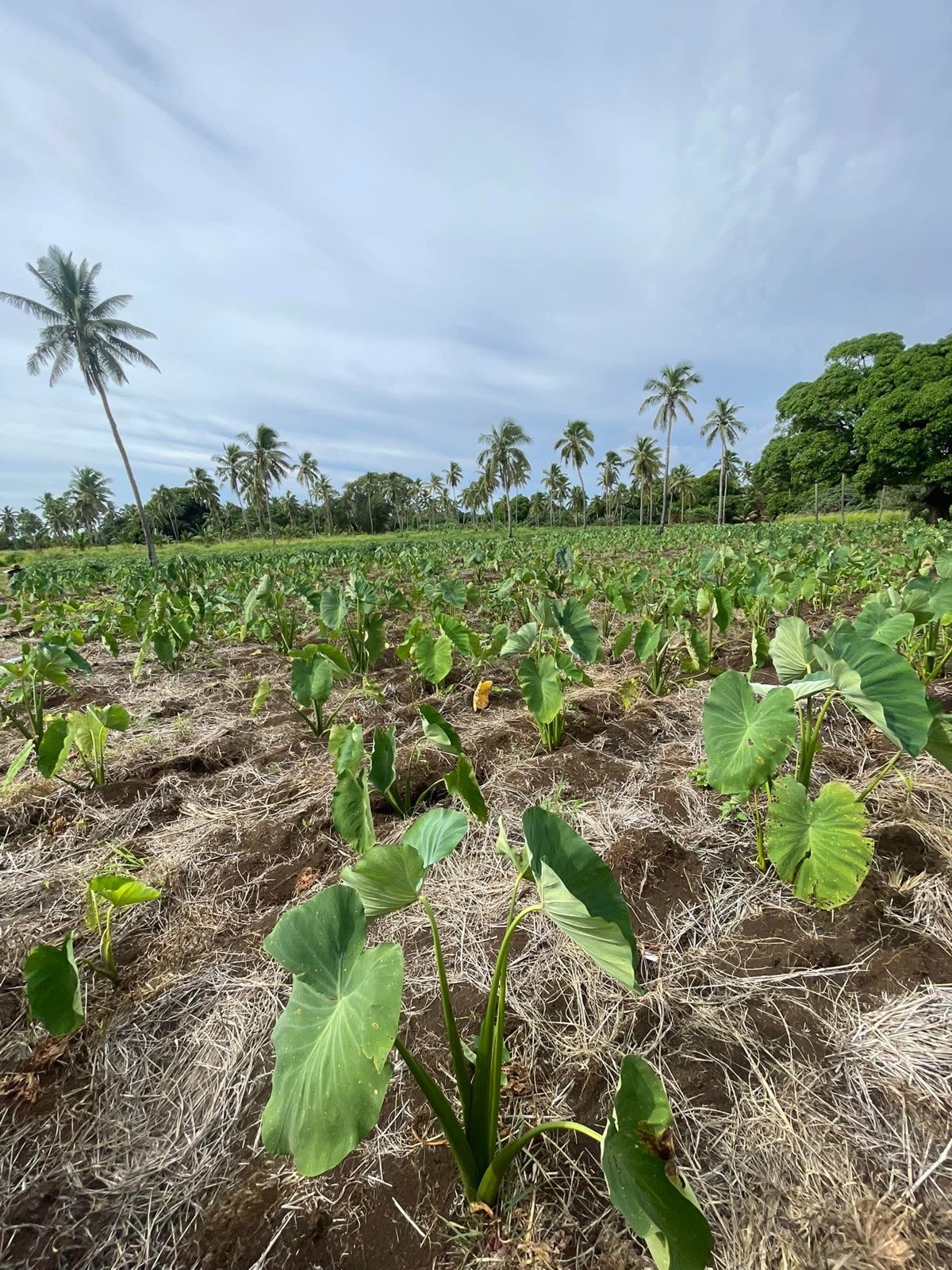 Taro field in Tonga